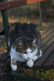 Cementery Cat