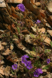 Phacelia and Rock