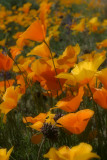 Golden Poppies