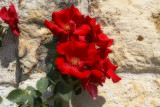 Climbing Rose