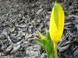 Along Clear Creek