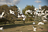 CORELLAS ON THE MOVE