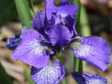 Iris