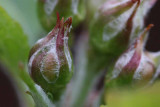 Apple Blossom Bud 