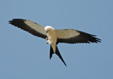 Swallow-tailed Kite