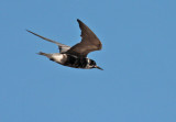 Black tern