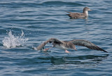 Pink-footed shearwater