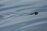 Sunfish fin