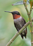 Ruby-throated Hummingbird