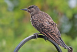 Northern Flicker, juvenile