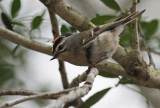 Golden-crowned Kinglet