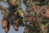 Red Crossbill