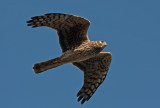 Northern Harrier