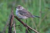 Yellow-rumped Warbler