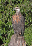 Madagascar Fish Eagle