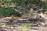 Swainsons and Gray-cheeked Thrushes
