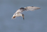 Common Tern