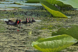 Young Birds:  Common Gallinules