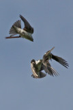 Aerial Feeding: Violet-green Swallows