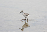 Black-necked Stilt