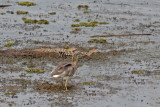Chinese Pond Heron with young crocodiles