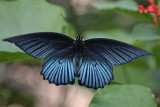 Butterfly (Vietnam)