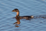 Pied-billed Grebe