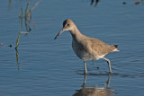 Willet