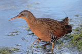 Virginia Rail