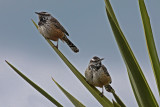 Cactus Wrens