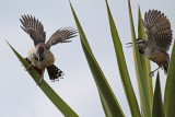 Cactus Wrens