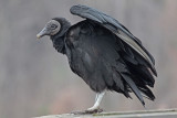 Black Vulture