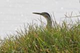 Striated Heron