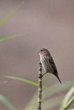 Chestnut-throated Seedeater