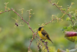 Hooded Siskin