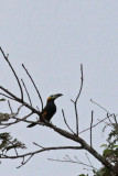 Golden-collared Toucanet
