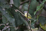 Spotted Tody-flycatcher