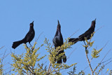 Boat-tailed Grackles