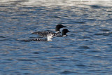 Common Loons