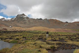 Birding the Bog