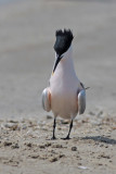 Sandwich Tern