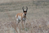 Pronghorn