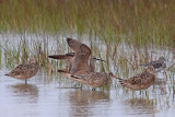 Marbled Godwits, Whimbrel, Lesser Yellowlegs