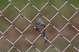 Wires: Chipping Sparrow