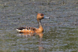Fulvous Whistling-duck