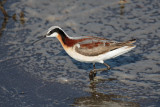 Wilsons Phalarope