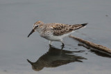 White-rumped Sandpiper