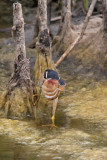 Least Bittern