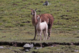 Llamas