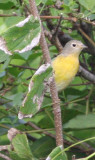 Nashville Warbler